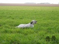 Setter Anglais ROUSLANA DU CHAMP BOCQUILLON Setter Anglais ROUSLANA DU CHAMP BOCQUILLON
